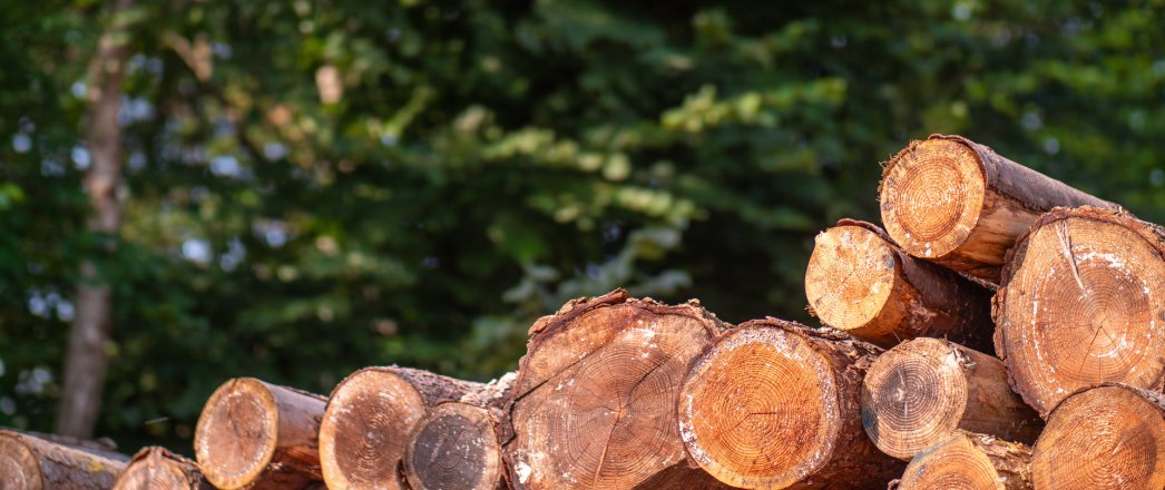 Bæredygtigt skovbrug er certificeret